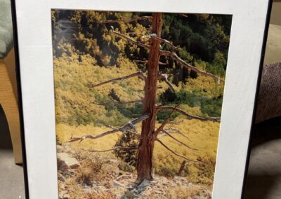 Framed photograph of dead tree image
